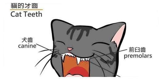 猫的牙齿健康问题你了解多少？又该如何清洁猫的牙齿？一文告诉你
