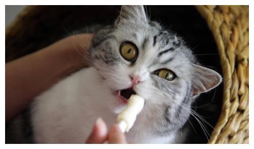 猫的牙齿健康问题你了解多少？又该如何清洁猫的牙齿？一文告诉你