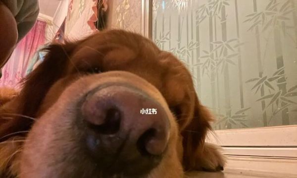 如何日常保护你的狗狗的眼睛（宠物狗眼睛保健小技巧，让你的狗狗的眼睛更健康）