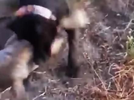 比特犬和狼大战,那么究竟谁更厉害呢?#比特犬 #狼 #比特犬大战狼 #动物世界