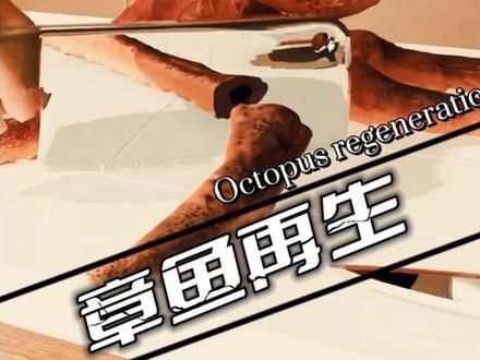 章鱼的再生能力有多强#科普