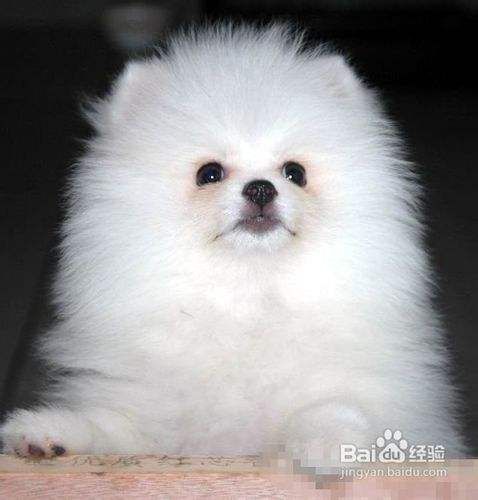 博美犬多少钱
