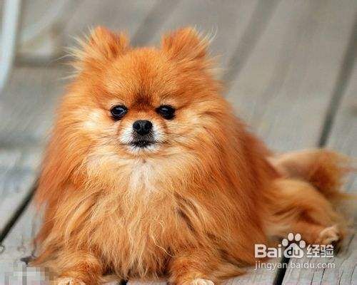 博美犬多少钱