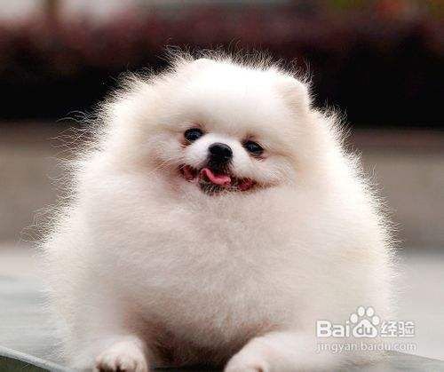 博美犬多少钱