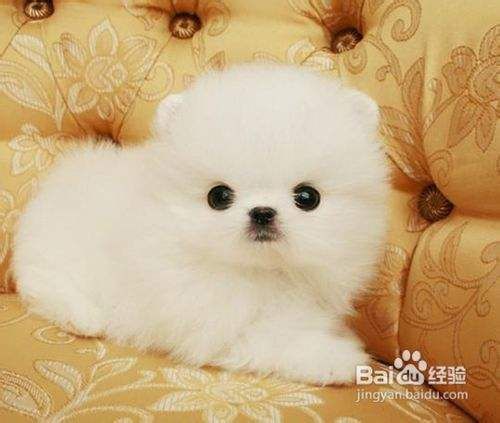 博美犬多少钱