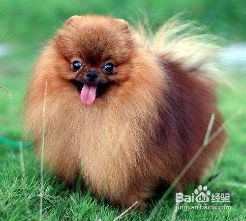 博美犬多少钱