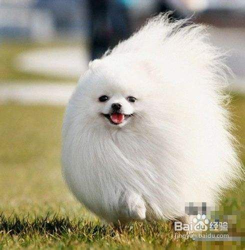 博美犬多少钱