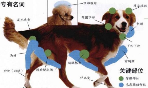 宠物狗家庭护理美容教程一