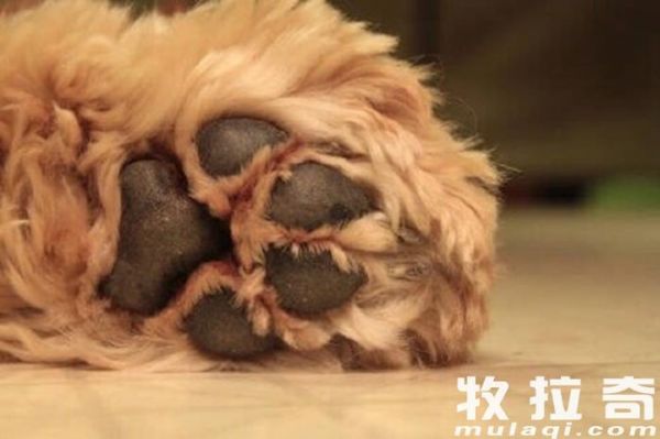 怎样给狗狗剪狗趾甲？