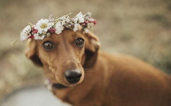 如何给你的宠物腊肠犬剪指甲（全面指南，轻松解决宠物剪指甲难题）