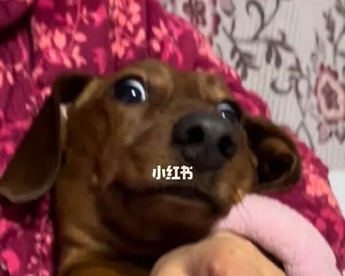 如何给你的宠物腊肠犬剪指甲（全面指南，轻松解决宠物剪指甲难题）