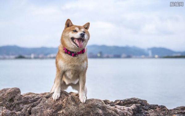宠物托运