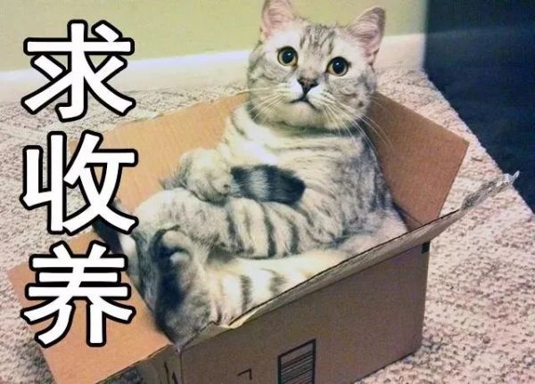 萌宠乐园揭秘，趣味十足的互动平台，汇聚活力多元宠物世界