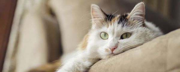 猫咪 体温 冻伤 健康 保健 疾病