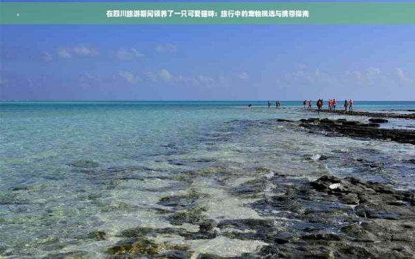 在四川旅游期间领养了一只可爱猫咪：旅行中的宠物挑选与携带指南
