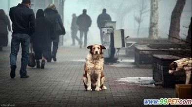 如何文明养宠物？