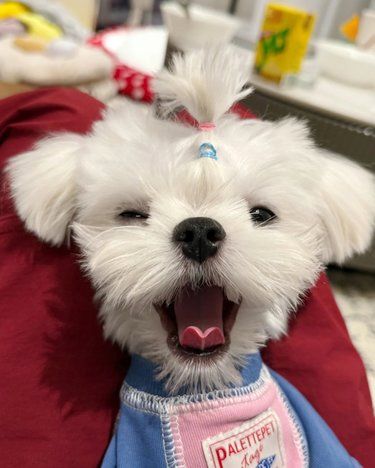 西安靠谱小型犬犬舍推荐
