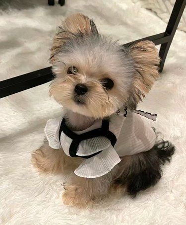 西安靠谱小型犬犬舍推荐