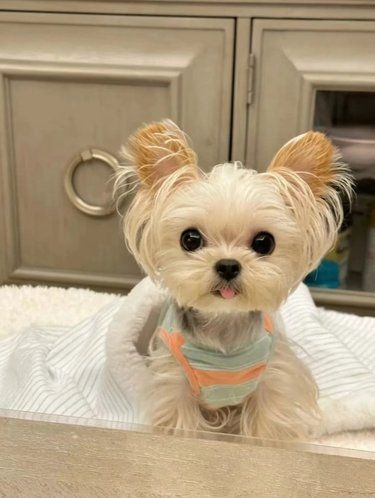 西安靠谱小型犬犬舍推荐