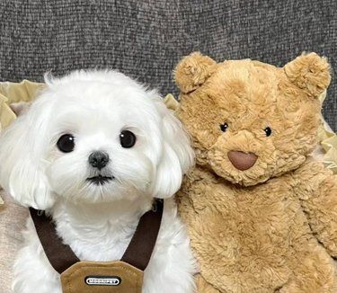 西安靠谱小型犬犬舍推荐 
