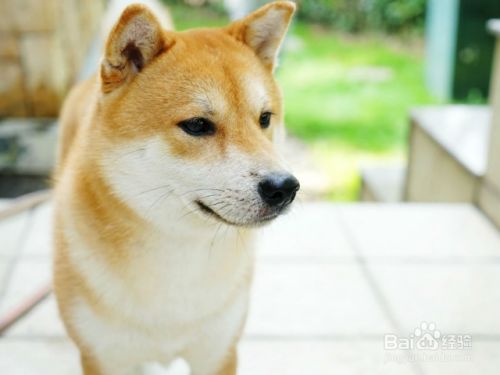 怎么训练才能让狗狗安静？