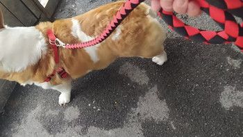 派乐特狗绳3件套是一款专为小型犬如泰迪设计的宠物用品套装