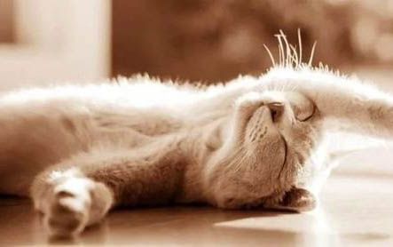 两个月小猫能吃猫罐头吗