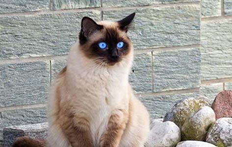 小猫咪几个月可以吃猫粮