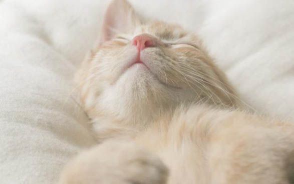 小猫晚上叫，不理它可以吗?这几个办法，能快速安抚小猫咪