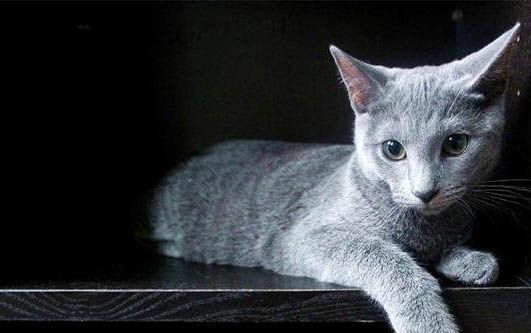 小猫多大母猫开始教拉屎