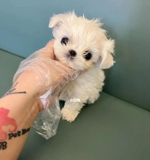 如何判断宠物马尔济斯的纯不纯种？（从身体特征到血统认证，详解纯种与混种马尔济斯鉴别方法）