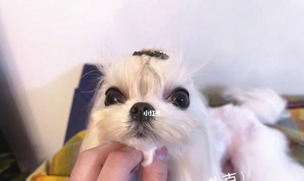 如何判断宠物马尔济斯的纯不纯种？（从身体特征到血统认证，详解纯种与混种马尔济斯鉴别方法）