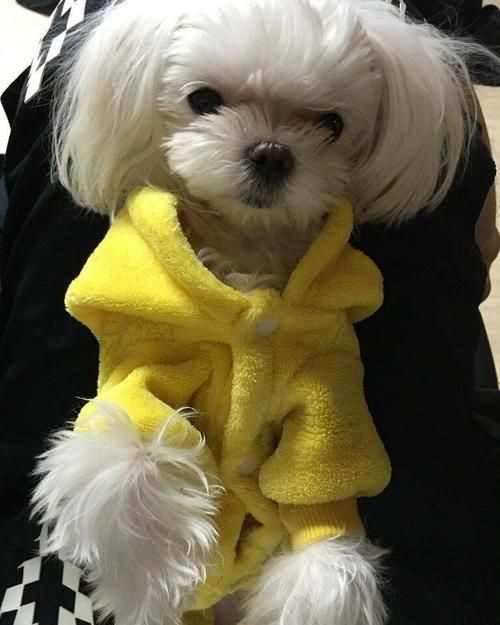 马尔济斯