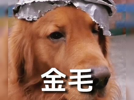 金毛：养狗十年无人问，一脚踹盆天下知！少看一秒都觉得它可怜 #金毛 #狗狗 #动物的迷惑行为 #萌宠 #汪星人