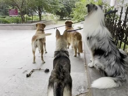 狗是外国狗，心是中国心#国庆 #捷克狼犬 #陨石边牧 #拉布拉多 #金毛
