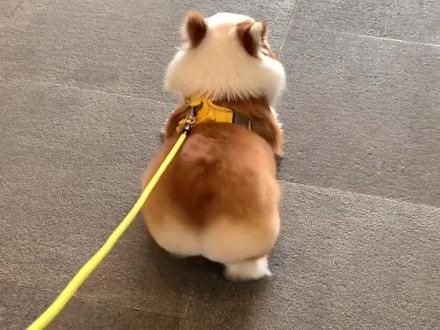 柯基和不同狗狗生下的孩子，基因真是太强大了！#动物的迷惑行为 #神奇动物在抖音 #狗狗的心思都写在脸上了