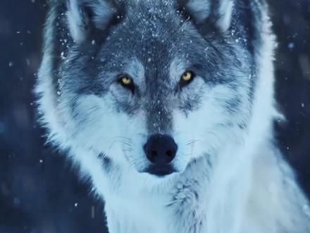 盘点四大犬界霸总，特别是第一名的#蓝湾牧羊犬 ，简直是所有人的梦中情狗！#萌宠出道计划 #狗狗 #捷克狼犬 #杜宾