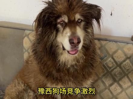 黑豹成长史（31）——豫西流量担当 #豫西小丁 #罗威纳黑豹