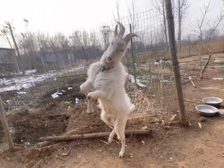 猛如虎狠如羊，这羊太犟了，一院子犟种，都乱成一锅粥了#我的田园生活