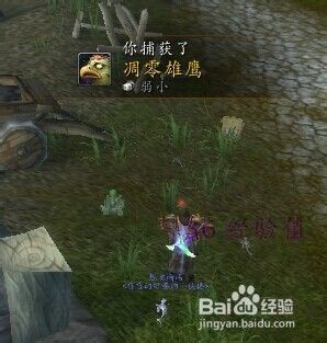凋零雄鹰哪里抓