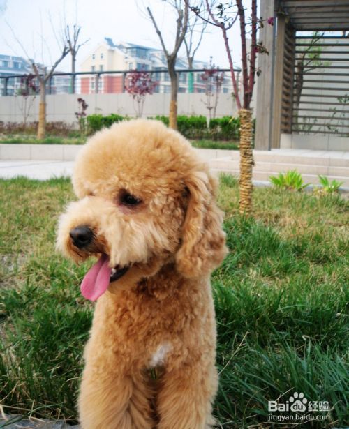 怎么训练贵宾犬坐下，训练贵宾犬坐下的简单方法