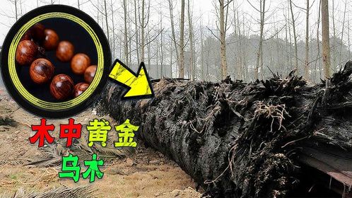 从一吨四五百到2000元一斤，卖到黄金价的乌木？它凭啥这么贵？