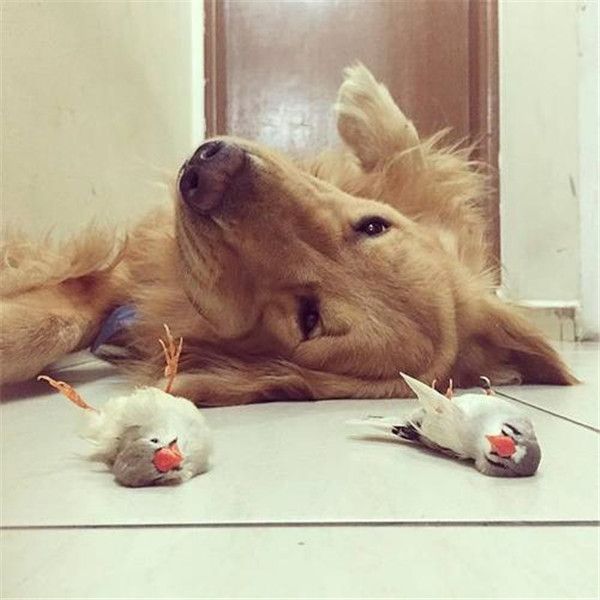 狗狗洗澡训练