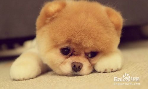 如何训练狗狗技能