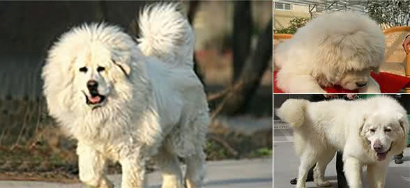 凶猛的“中华神犬”雪獒:全身雪白价值百万元