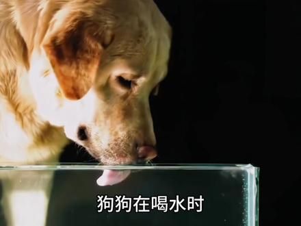 狗狗是怎么喝水的?把镜头放慢100倍,你还认为是用舌头舔水的吗?#科普 #冷知识