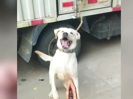 #狗狗