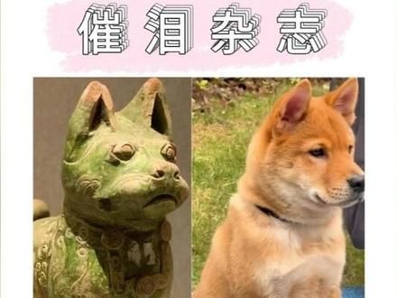 土狗指的是本地的狗,它的学名叫华夏帝王犬。 #中华田园犬 #狗是人类最忠诚的朋友 #狗狗
