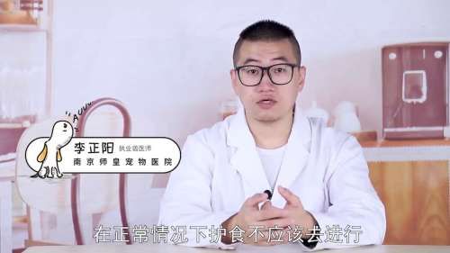 狗狗护食怎么办