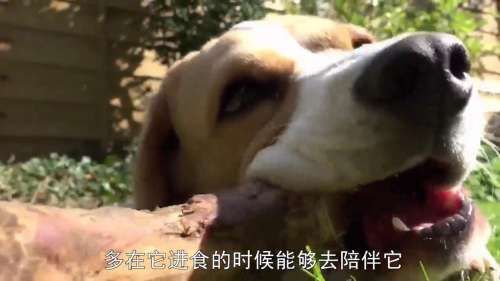 狗狗护食怎么办
